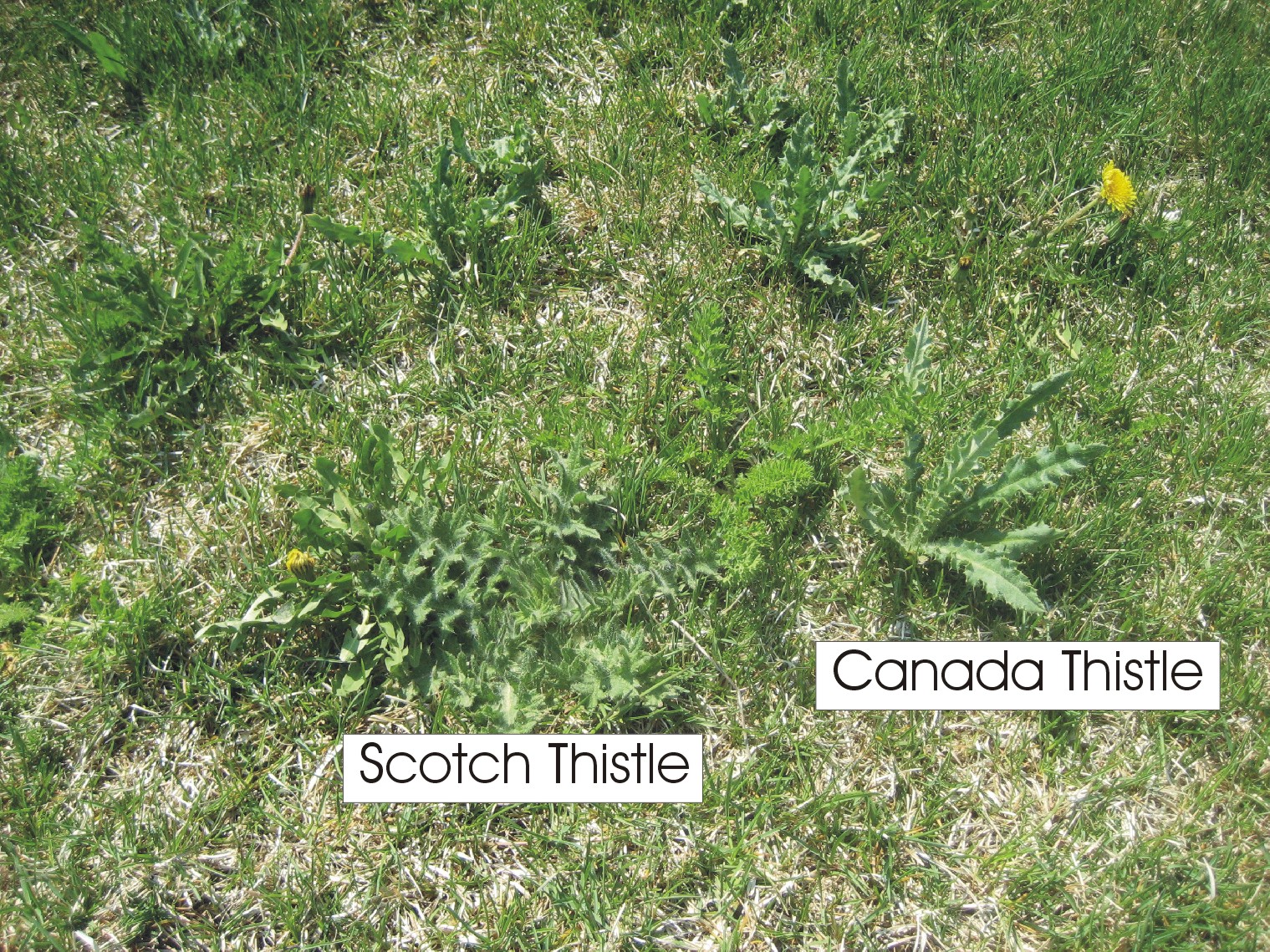Thistles- A Lawn Care Problem