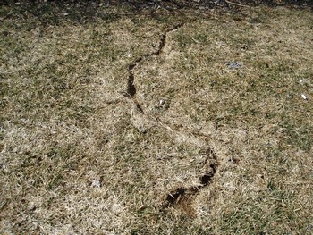 Vole damage in lawns
