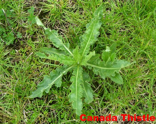Canada thistle- a lawn care nightmare
